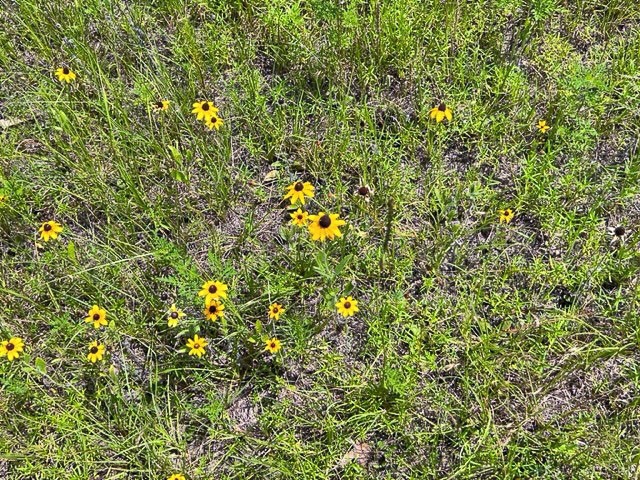 0 Fm 92 Colmesneil, TX 75938 - Photo 6 of 12 a view of a tree in a yard
