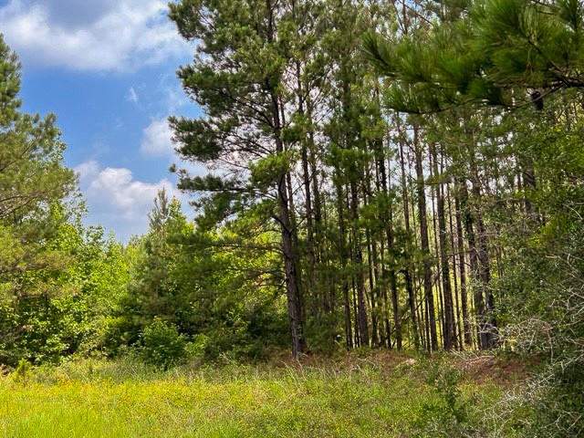 0 Fm 92 Colmesneil, TX 75938 - Photo 7 of 12 a view of backyard with swimming pool
