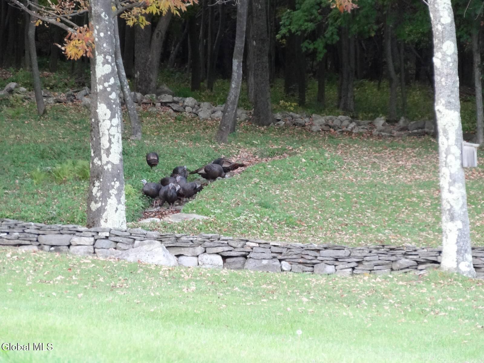 48 East Hill Road Berne, NY 12122 - Photo 46 of 55 11541614-jC6SZNPSh9462YT1