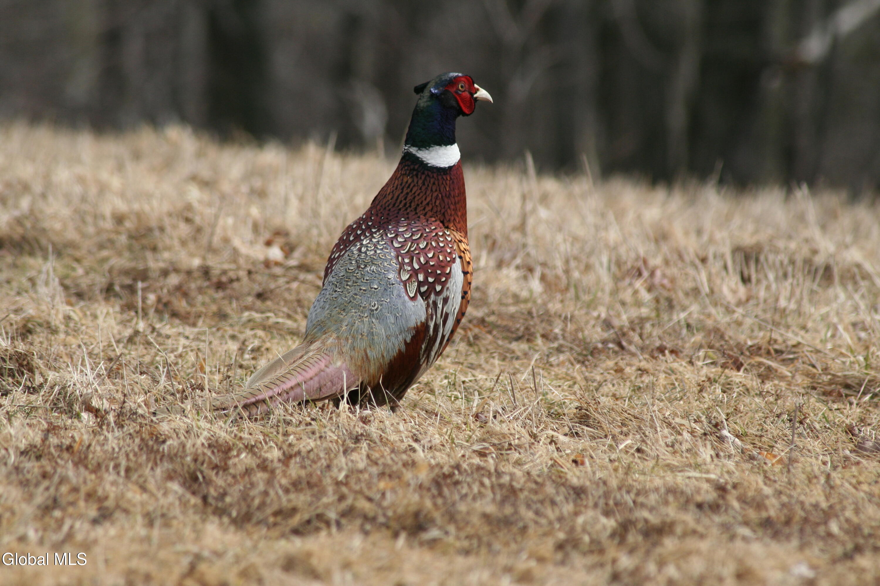 48 East Hill Road Berne, NY 12122 - Photo 48 of 55 20060326_0127