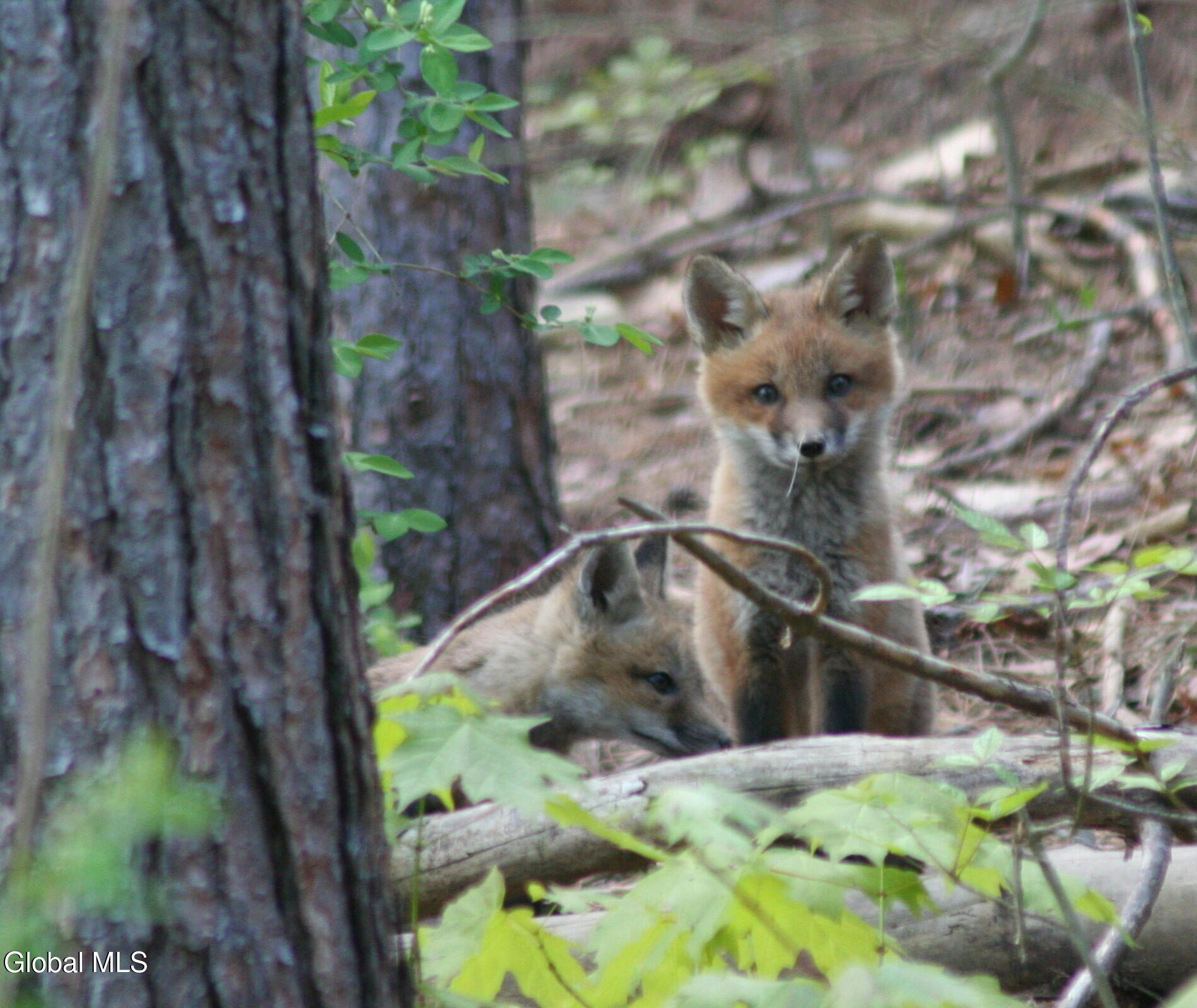 48 East Hill Road Berne, NY 12122 - Photo 49 of 55 two again_1