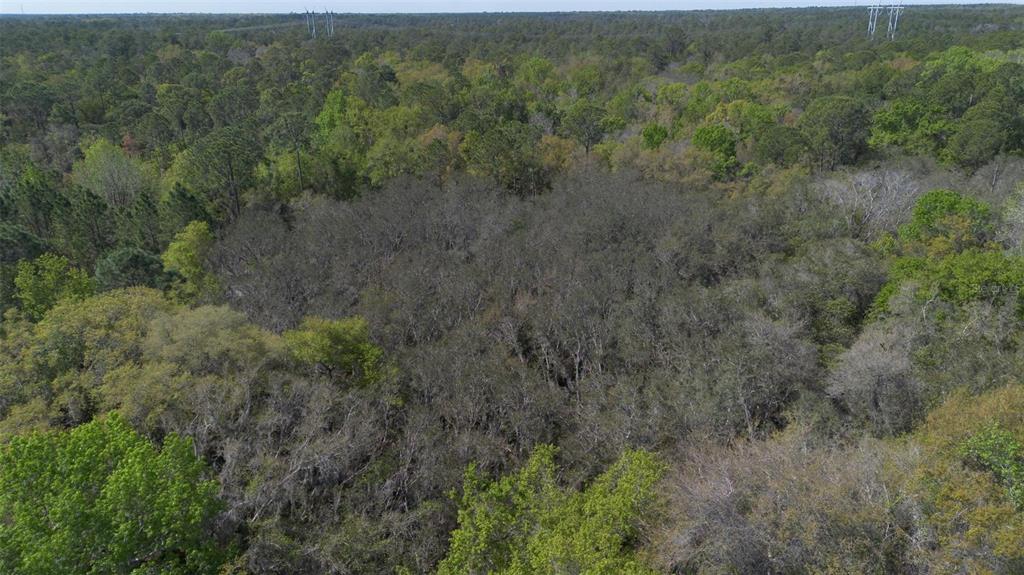 Jungle Road Geneva, FL 32732 - Photo 21 of 21 a view of a forest with trees in the background