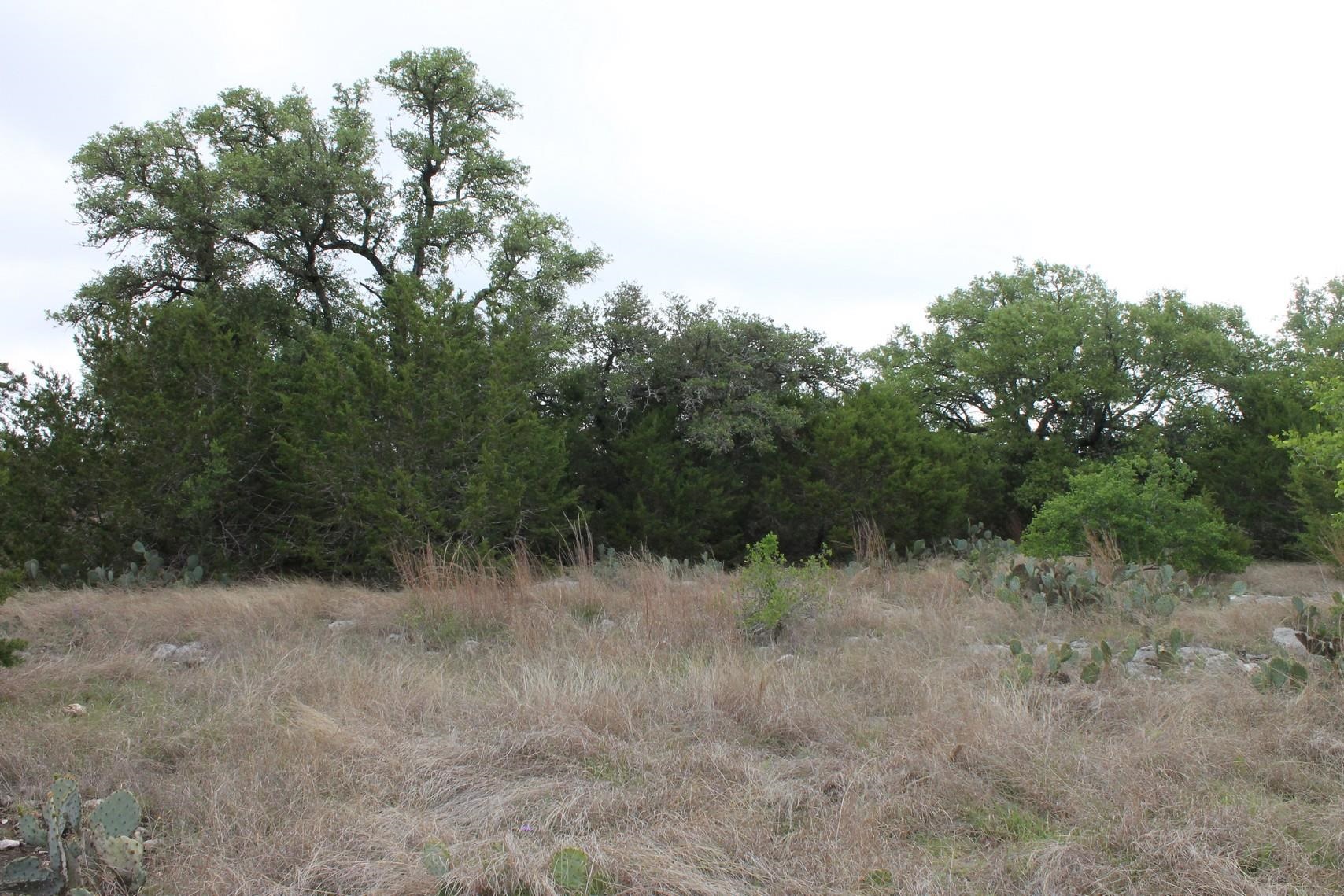 Saddle Ridge Dr Drive Bertram, TX 78605 - Photo 9 of 14 a view of a forest with a tree