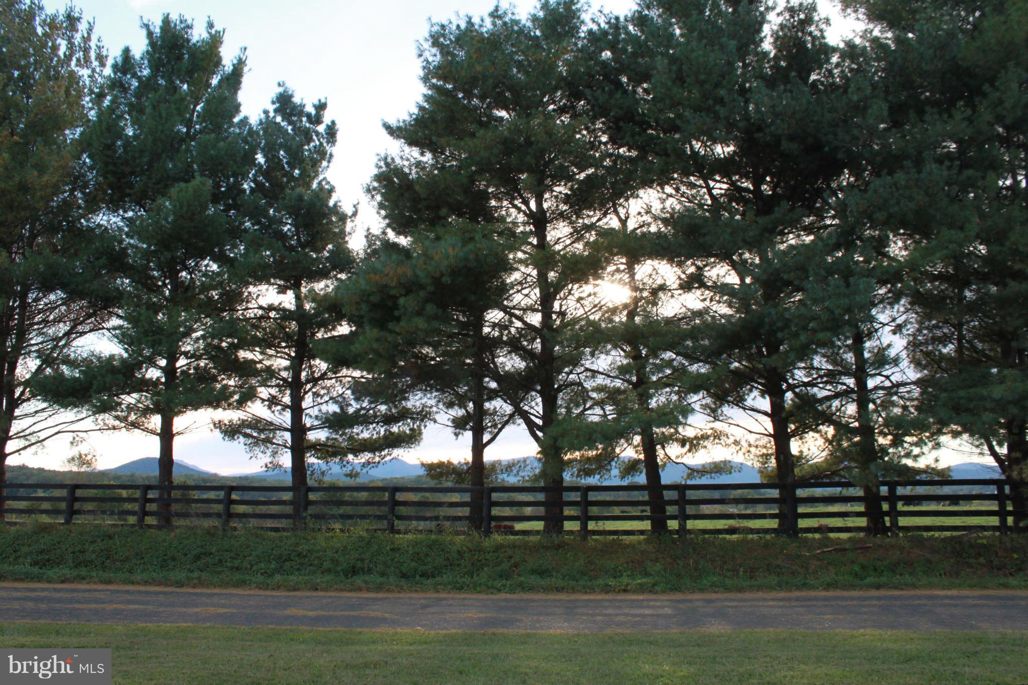 410 Hunters Road Washington, VA 22747 - Photo 17 of 29 Fabulous row of pines across Hunters Road