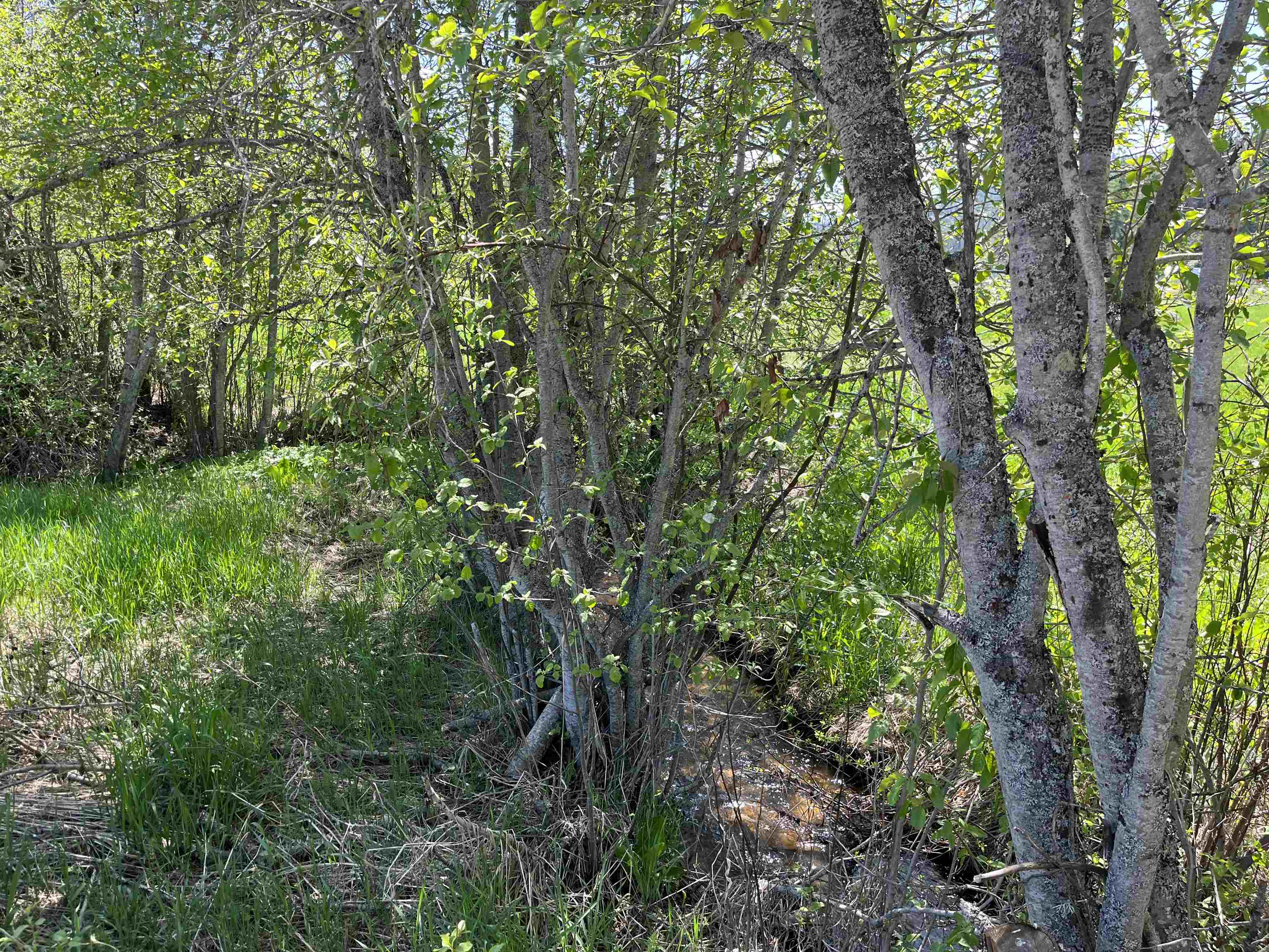 5452 Deer Valley Road Newport, WA 99156 - Photo 22 of 47 Gallery Image 22