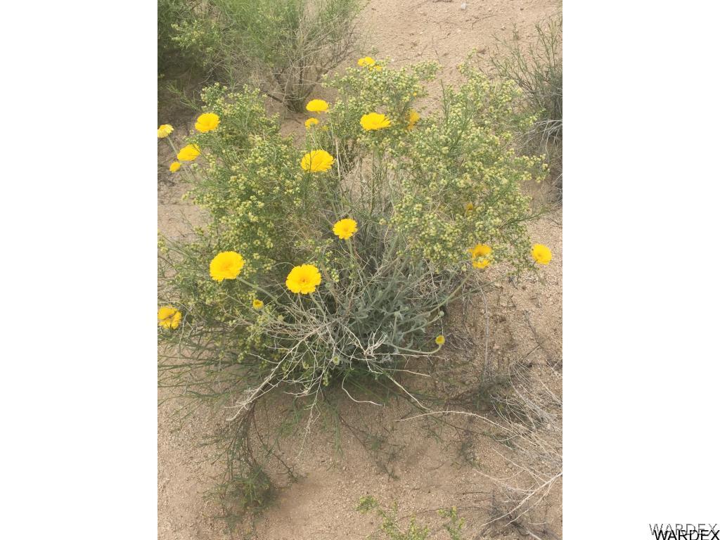 2179 South Gold Mine Road Yucca, AZ 86438 - Photo 2 of 11 BLOOMS ON PROPERTY