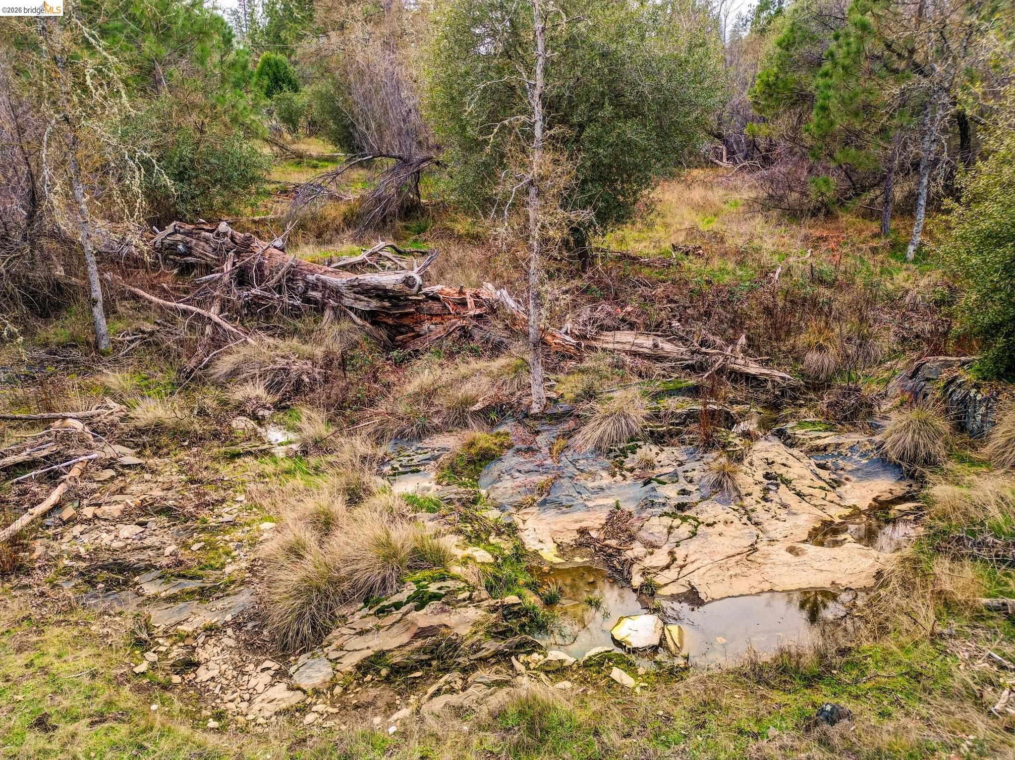 6422 Dogtown Road Coulterville, CA 95311 - Photo 9 of 28 a view of a yard with a tree