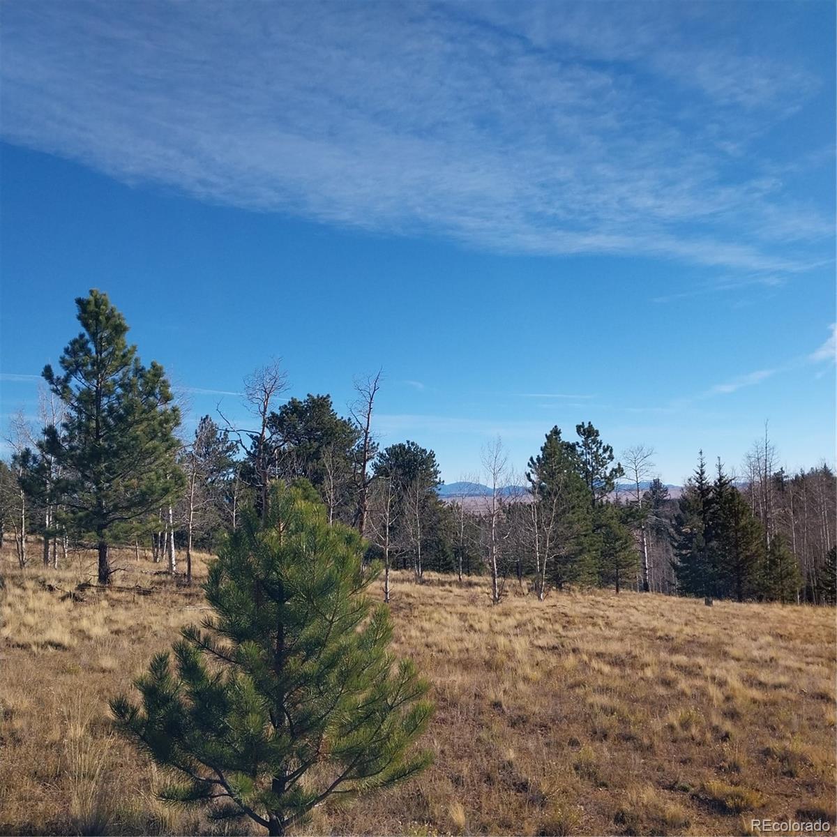161 Kaufman Road Hartsel, CO 80449 - Photo 22 of 28 a view of a yard with trees in the background