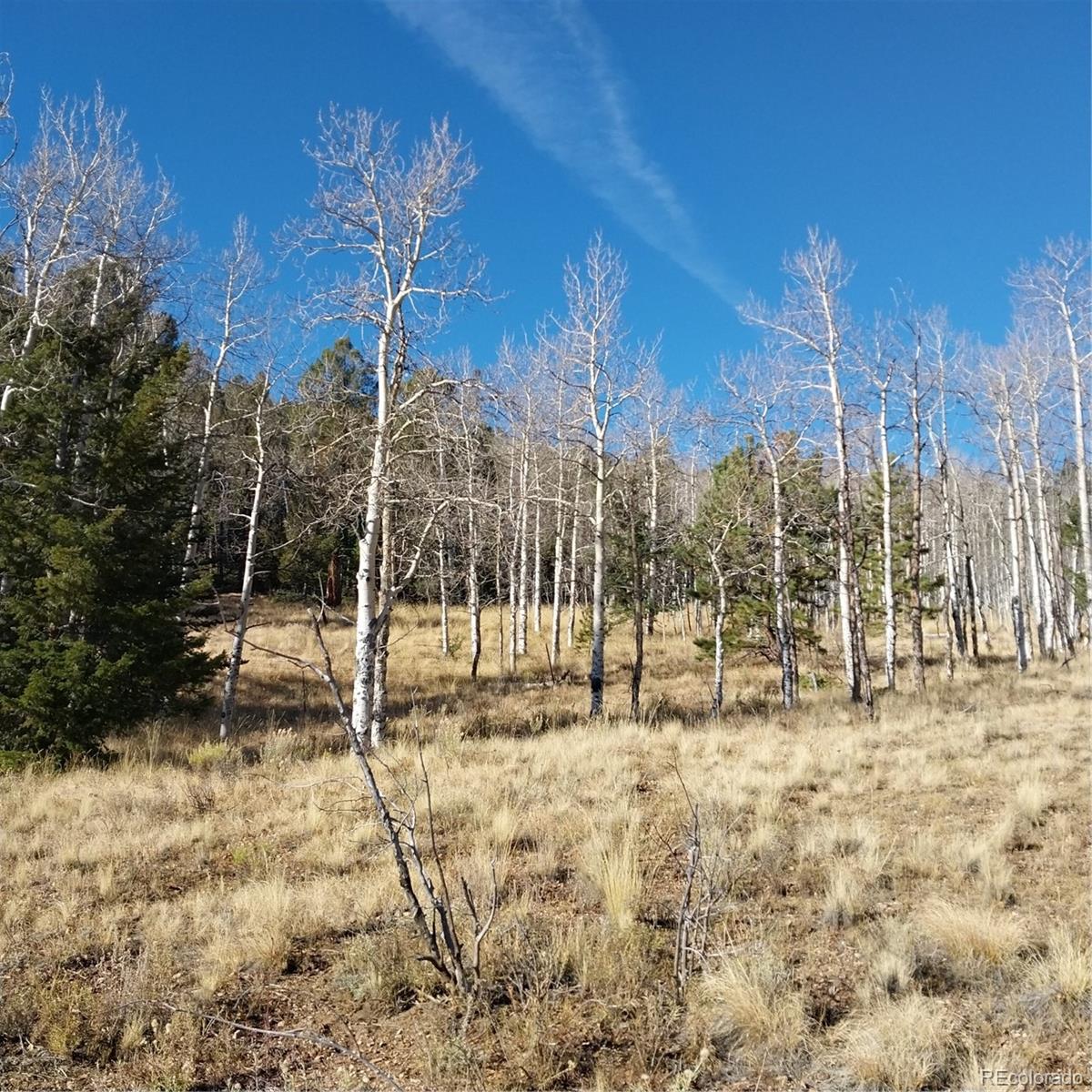 161 Kaufman Road Hartsel, CO 80449 - Photo 24 of 28 a view of a yard with trees in the background