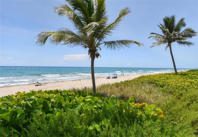 a view of a palm tree with ocean view