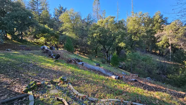 a view of a garden with a tree