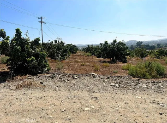 a view of a dry yard with a tree