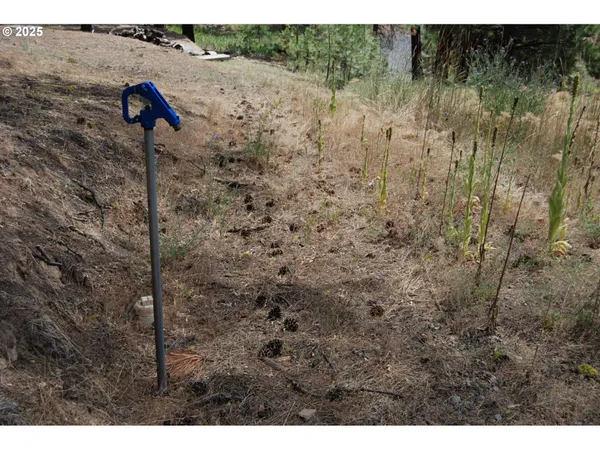 a view of a dry yard