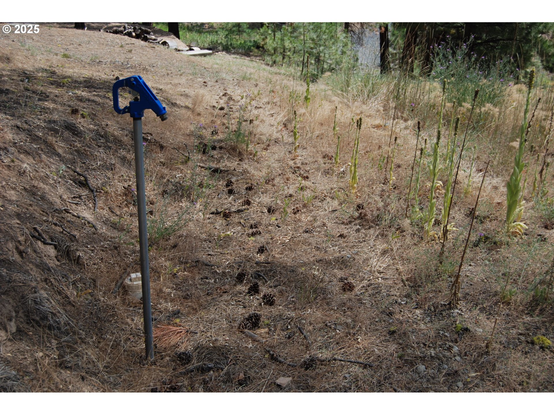 554 North Bonanza Street Sumpter, OR 97877 - Photo 4 of 8