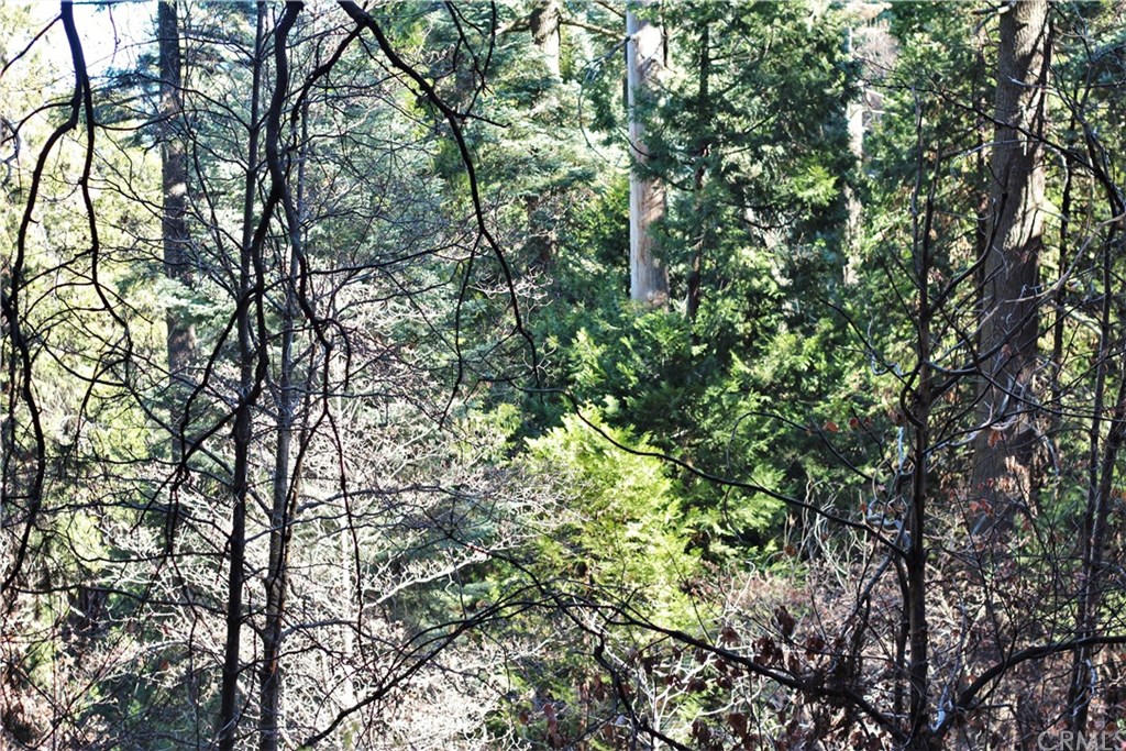 0 Maple Road Skyforest, CA 92385 - Photo 11 of 32 a view of a tree in a yard