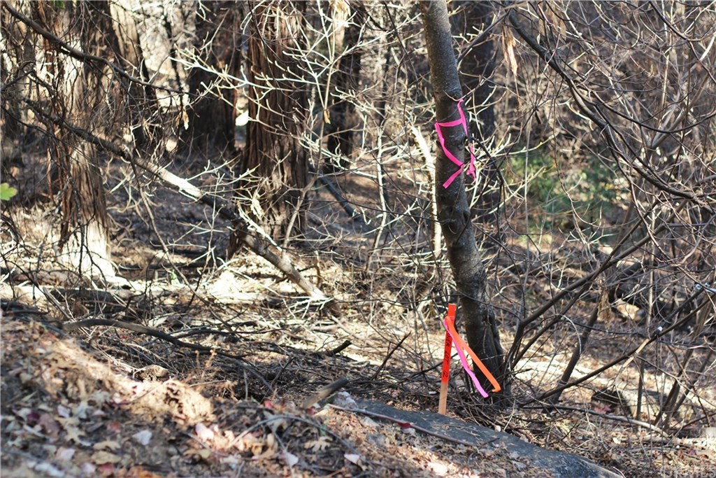 0 Maple Road Skyforest, CA 92385 - Photo 15 of 32 a street view with large tree