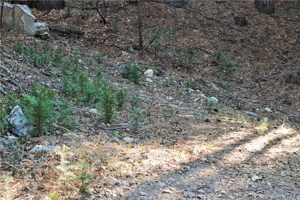 0 Maple Road Skyforest, CA 92385 - Photo 18 of 32 a view of a yard with a tree