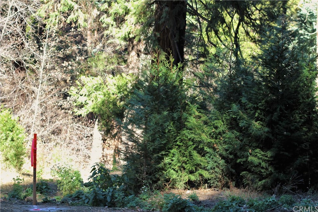 0 Maple Road Skyforest, CA 92385 - Photo 2 of 32 a view of a tree in a garden