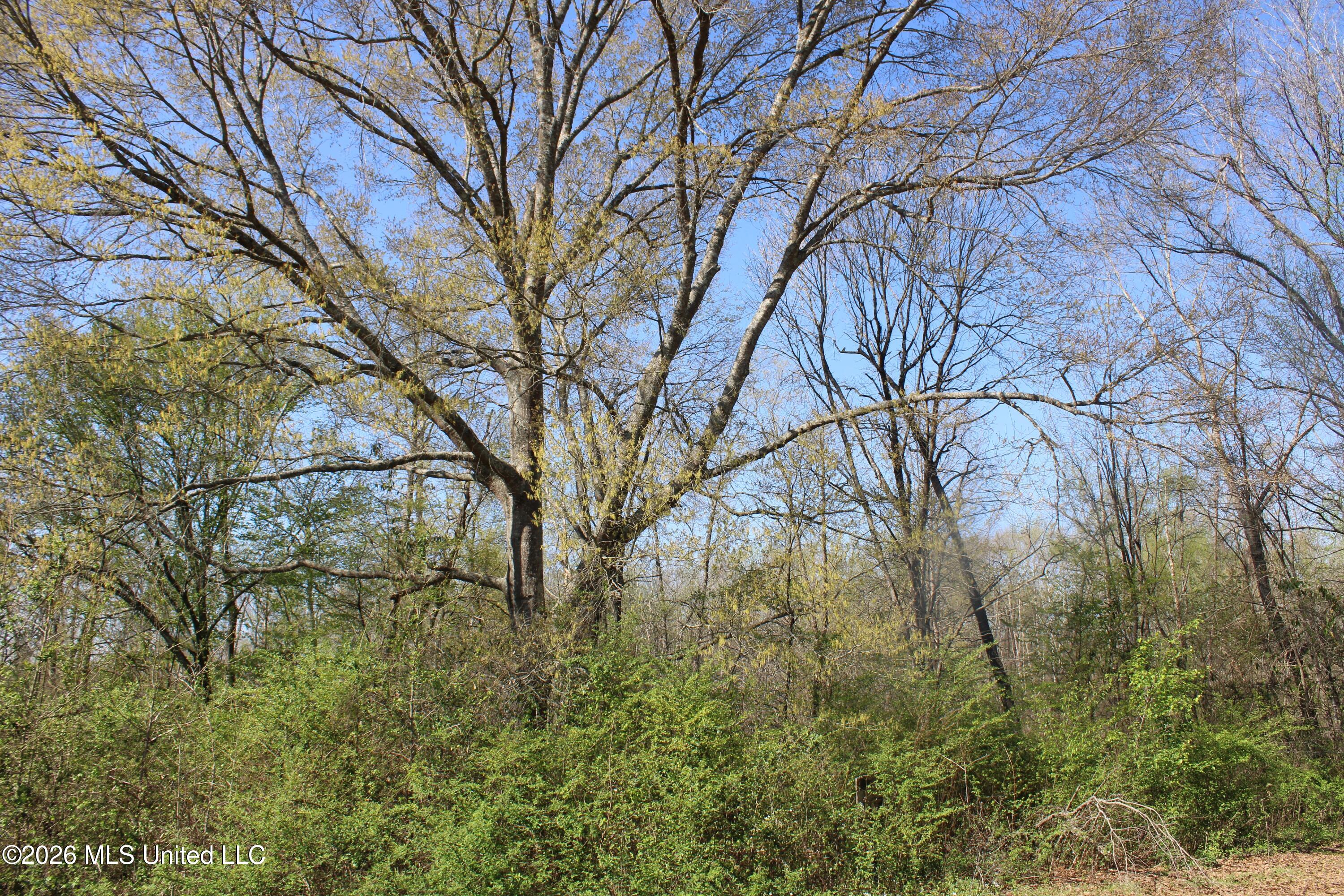 350 Miller Road Michigan City, MS 38647 - Photo 28 of 28 IMG_7652