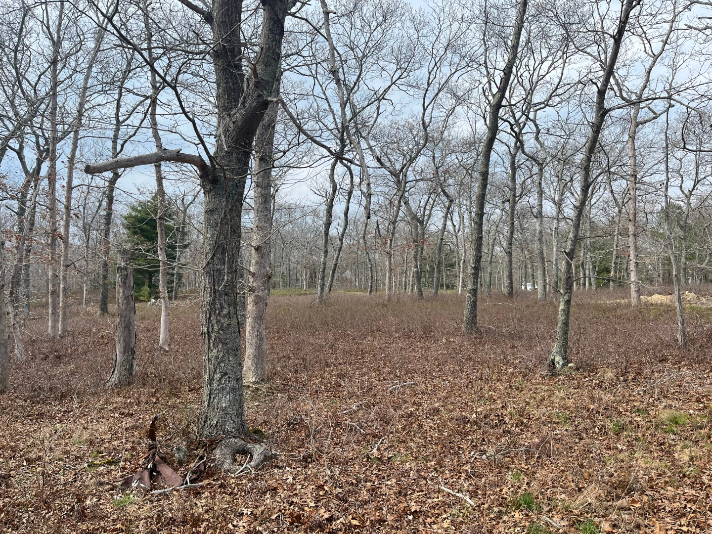 0 Bridle Path Road Oak Bluffs, MA 02557 - Photo 1 of 10 a backyard of a house with lots of green space