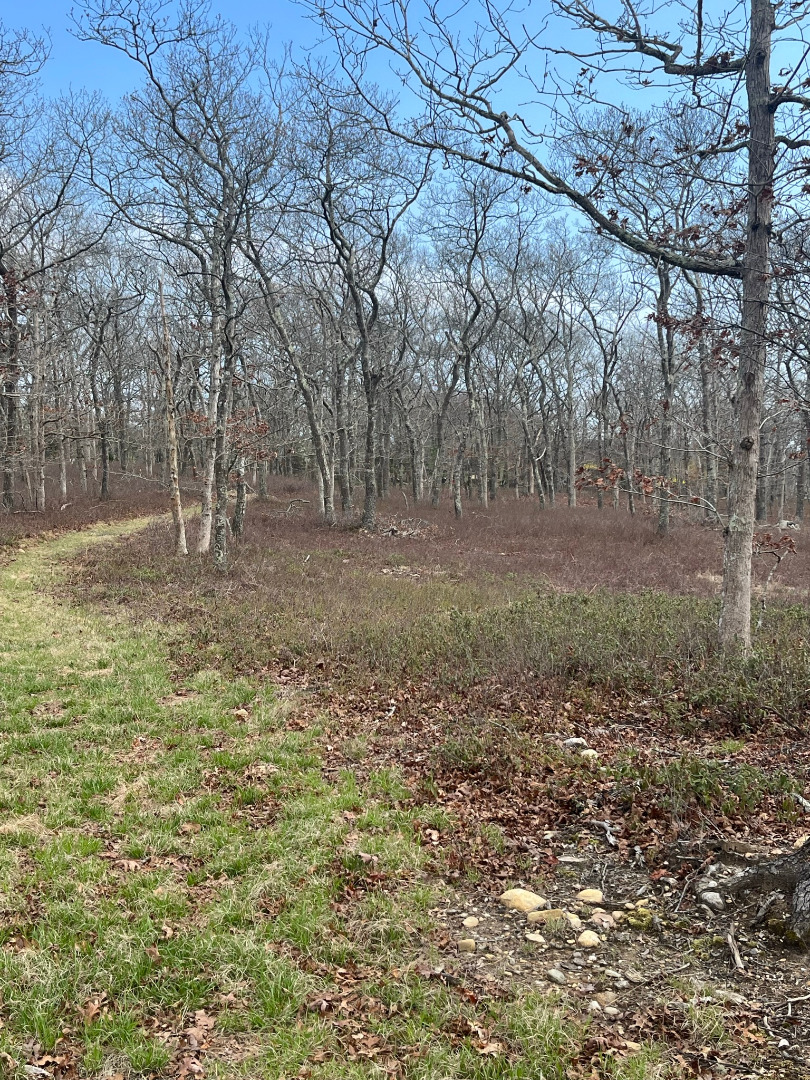 0 Bridle Path Road Oak Bluffs, MA 02557 - Photo 4 of 10 a backyard of a house with lots of green space