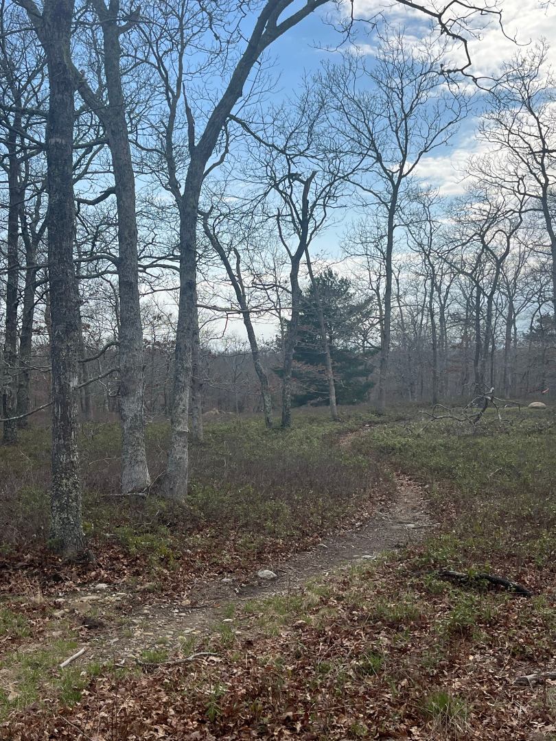 0 Bridle Path Road Oak Bluffs, MA 02557 - Photo 5 of 10 a view of a yard with trees