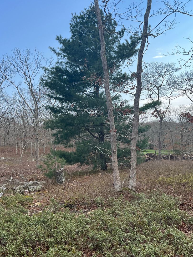 0 Bridle Path Road Oak Bluffs, MA 02557 - Photo 6 of 10 a view of a forest filled with trees