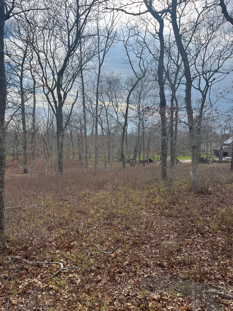 0 Bridle Path Road Oak Bluffs, MA 02557 - Photo 7 of 10 a view of a yard with a tree