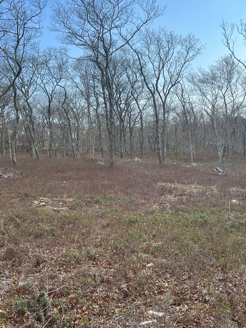 0 Bridle Path Road Oak Bluffs, MA 02557 - Photo 8 of 10 a view of a yard with a tree