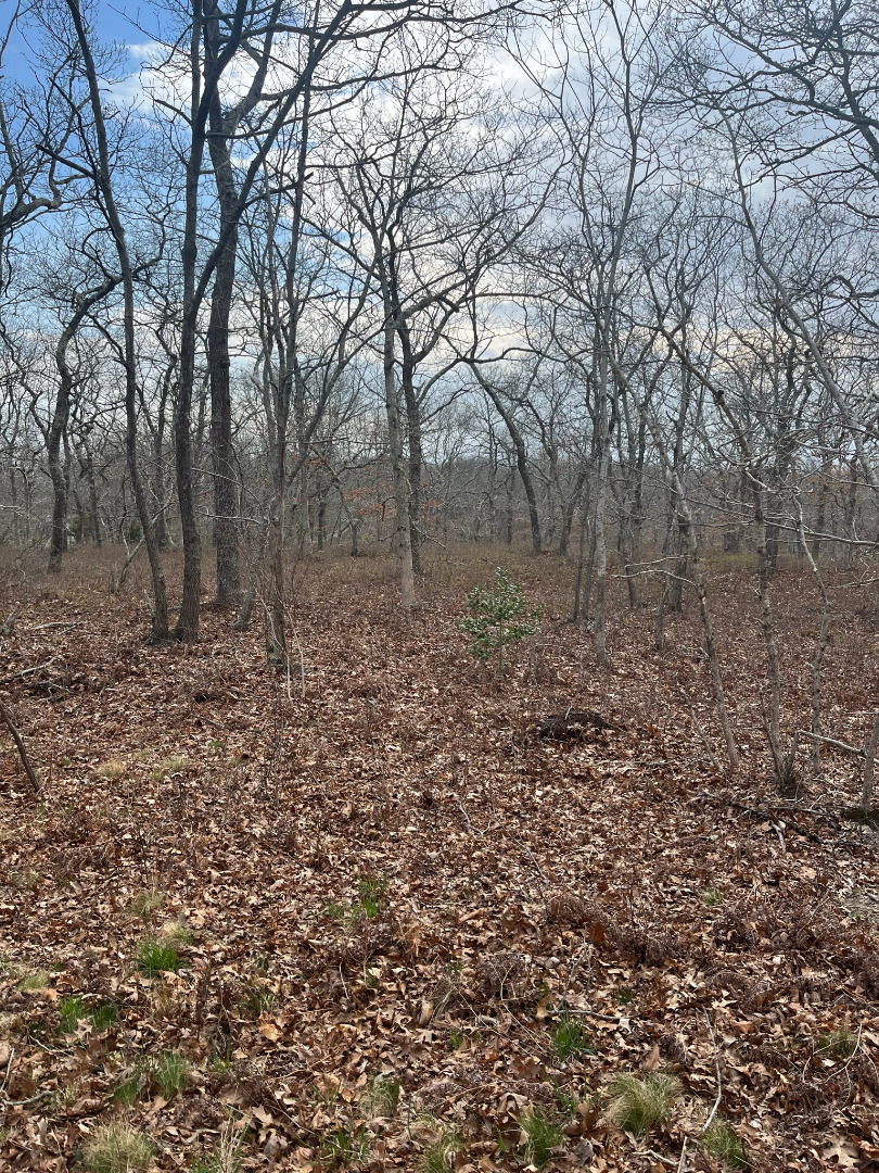 0 Bridle Path Road Oak Bluffs, MA 02557 - Photo 10 of 10 a view of backyard of green space