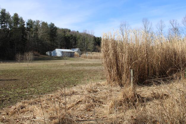 0 Warren Road Utica, OH 43080 - Photo 19 of 24 20_lower field with micanthus grass