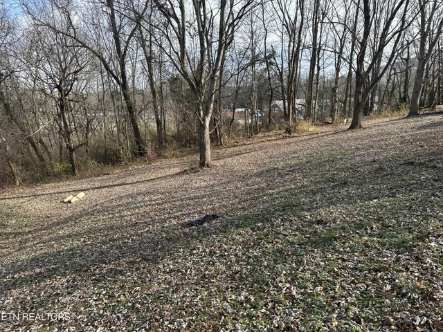 a view of dirt yard with a large tree
