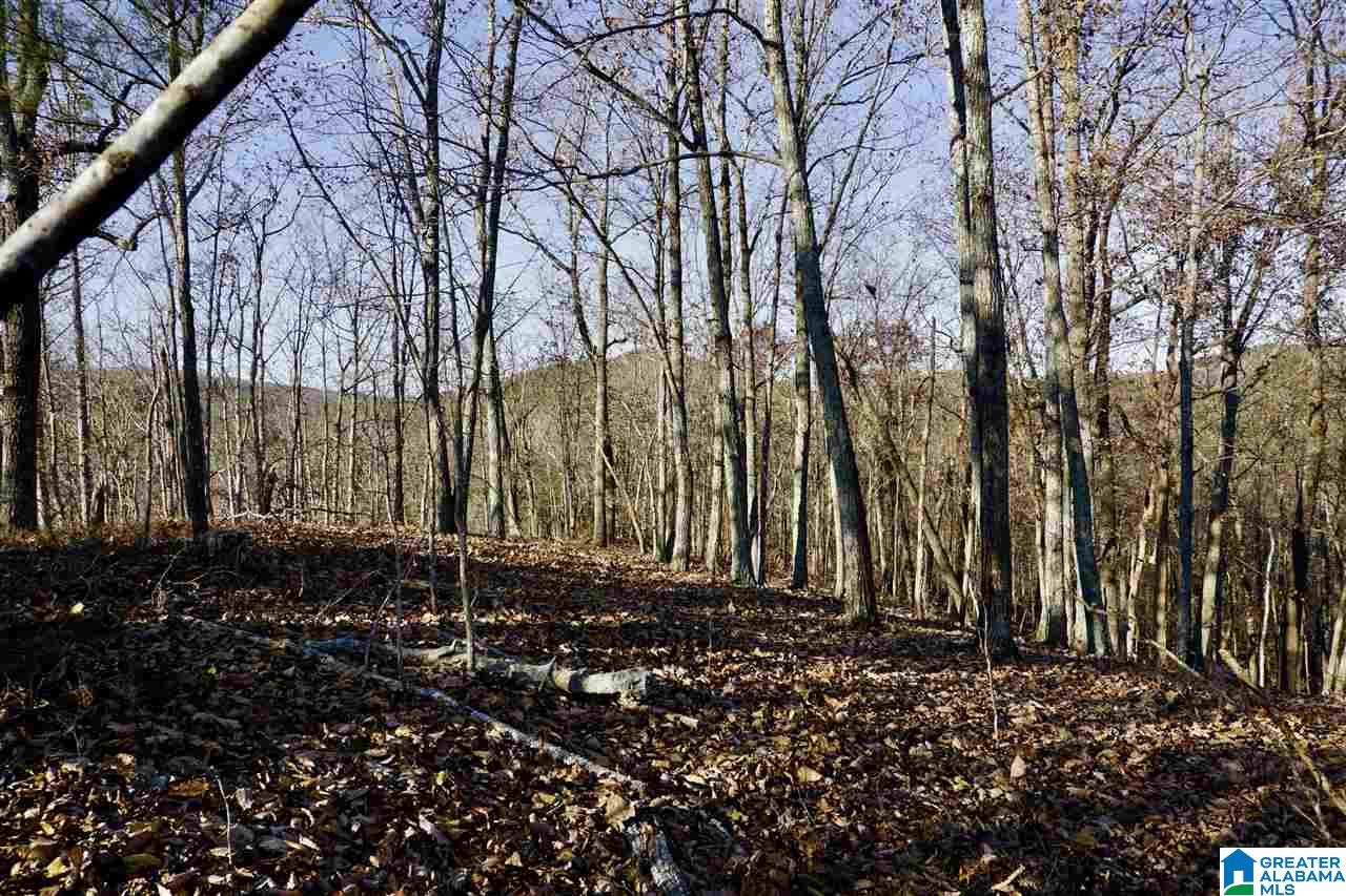 0 Whites Gap Road Jacksonville, AL 36265 - Photo 22 of 31