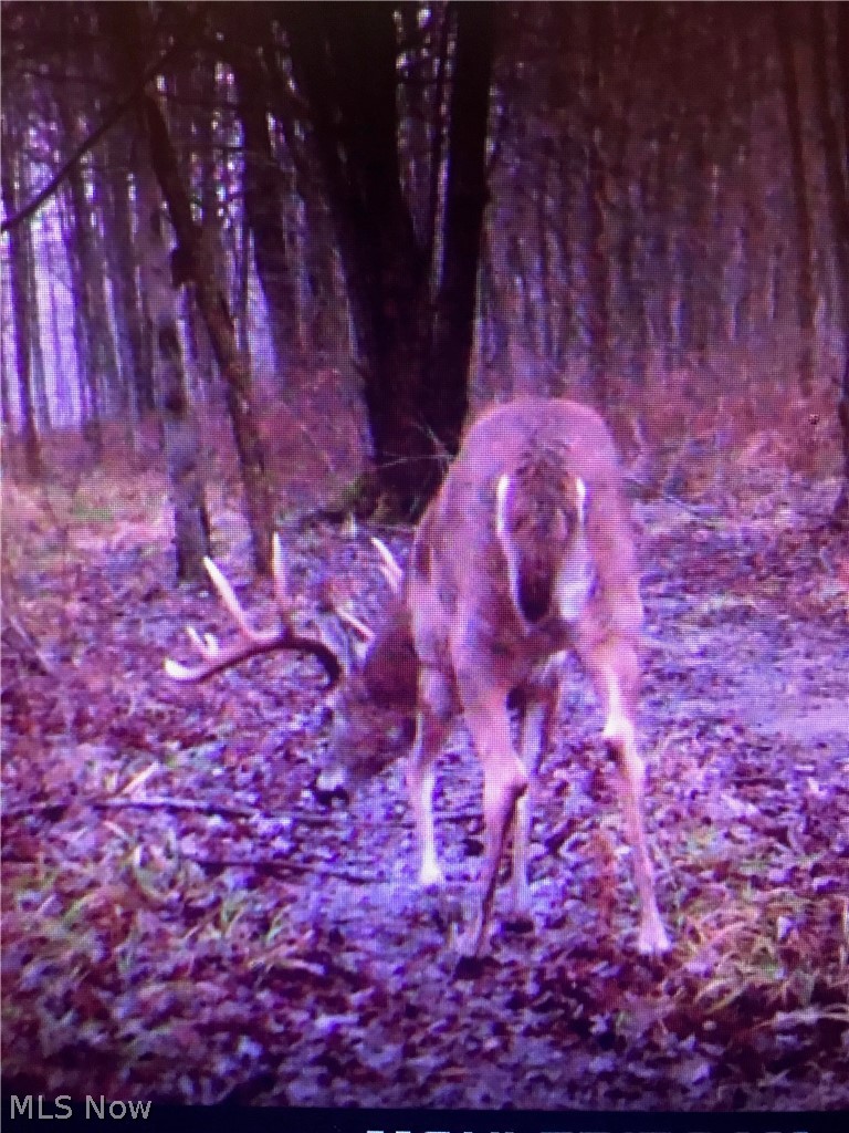 Tinney Road Dennison, OH 44621 - Photo 20 of 27