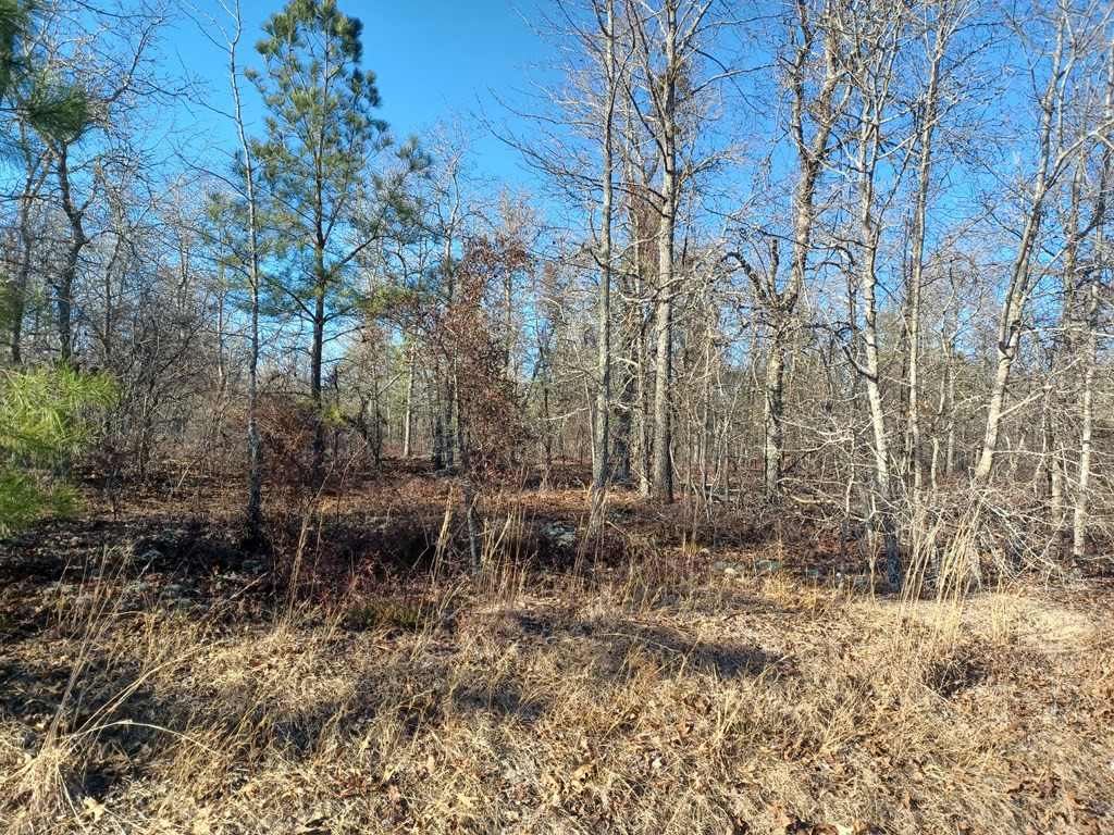 Tbd Tbd Browns Pond Road Salley, SC 29137 - Photo 3 of 8