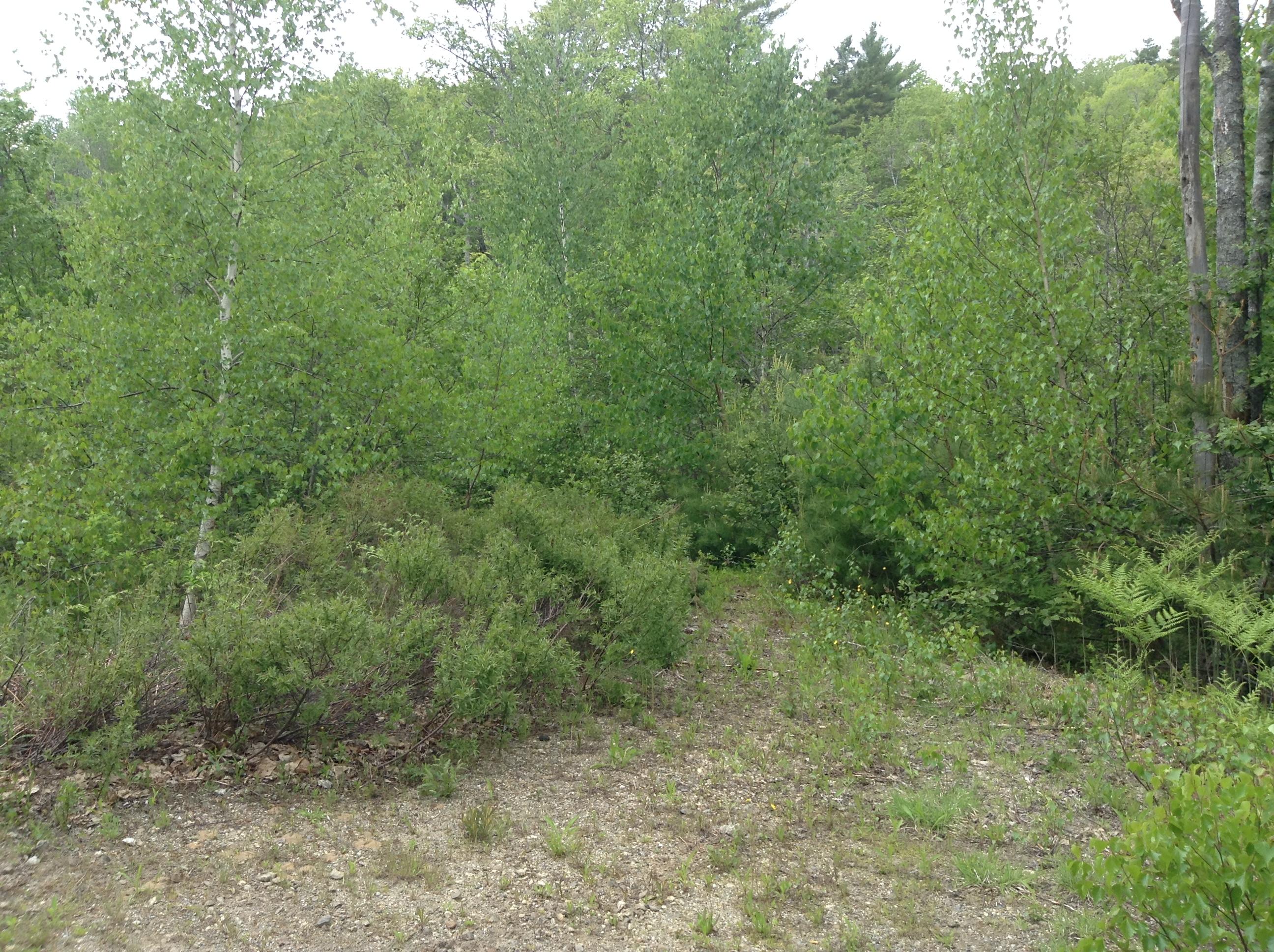 1593 Main Road Phippsburg, ME 04562 - Photo 5 of 33 Wooded
