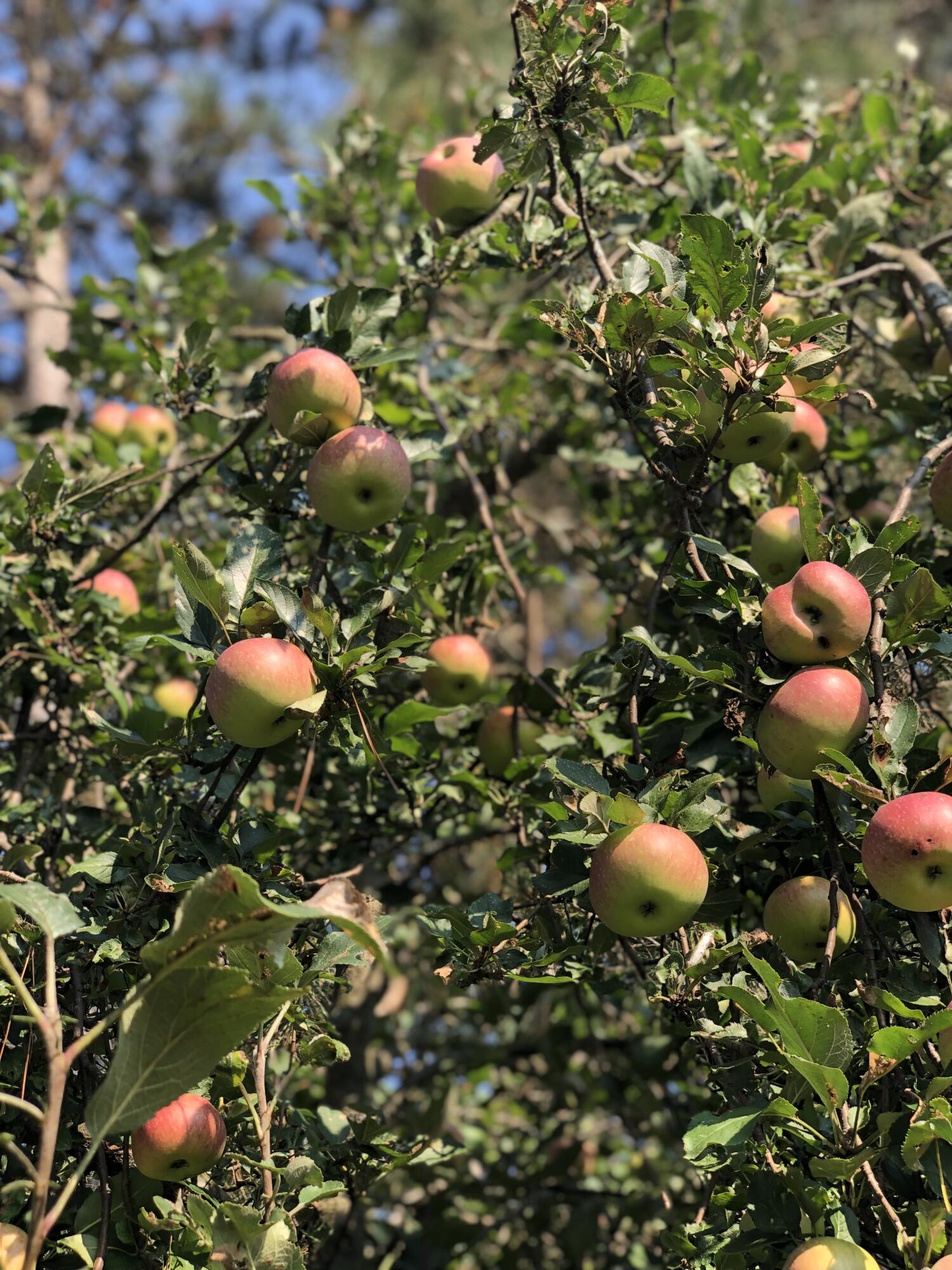 10225 Summit City Road Kingsley, MI 49649 - Photo 49 of 60 Apple trees in backyard
