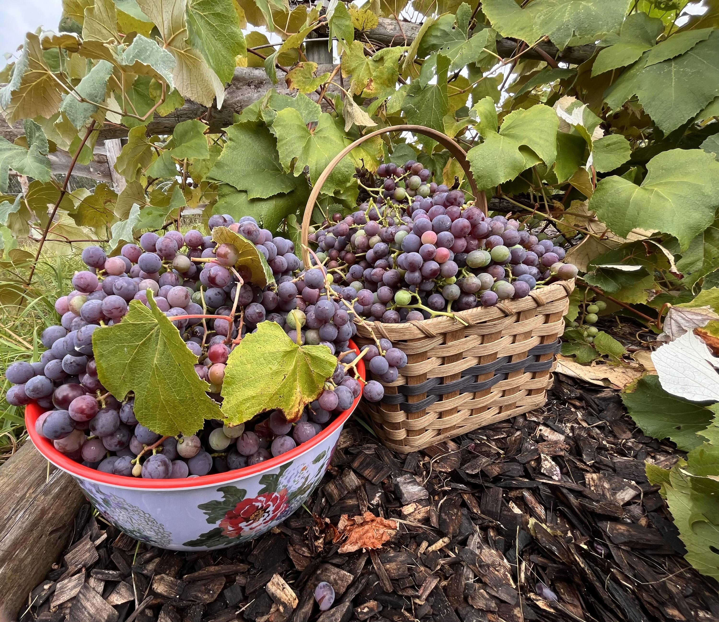 10225 Summit City Road Kingsley, MI 49649 - Photo 51 of 60 Grapes off the vine