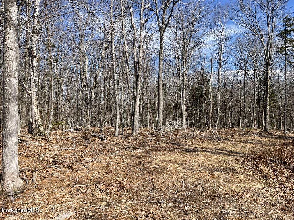 88 Church Road Florida, MA 01343 - Photo 5 of 10 a view of a backyard with large trees