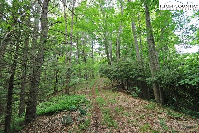 1352 West Deep Ford Road Lansing, NC 28643 - Photo 16 of 50 a view of a lush green forest