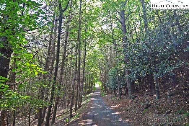 1352 West Deep Ford Road Lansing, NC 28643 - Photo 45 of 50 a view of a forest with trees in the background