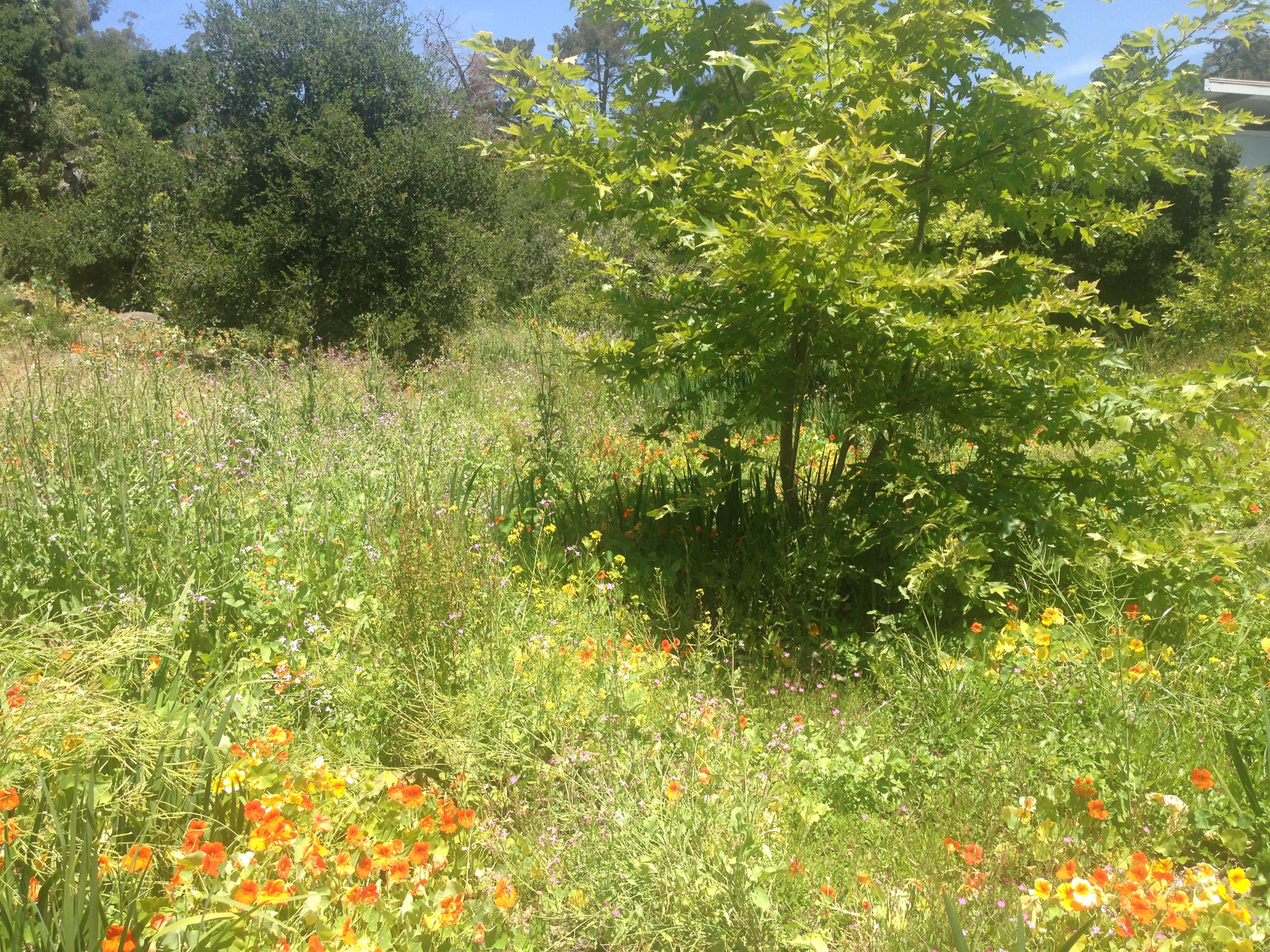 828 Summit Road Santa Barbara, CA 93108 - Photo 32 of 36 IMG_2096
