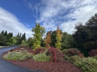 9260 Miners Crossing Loomis, CA 95650 - Photo 72 of 73 Beautiful landscape across the street