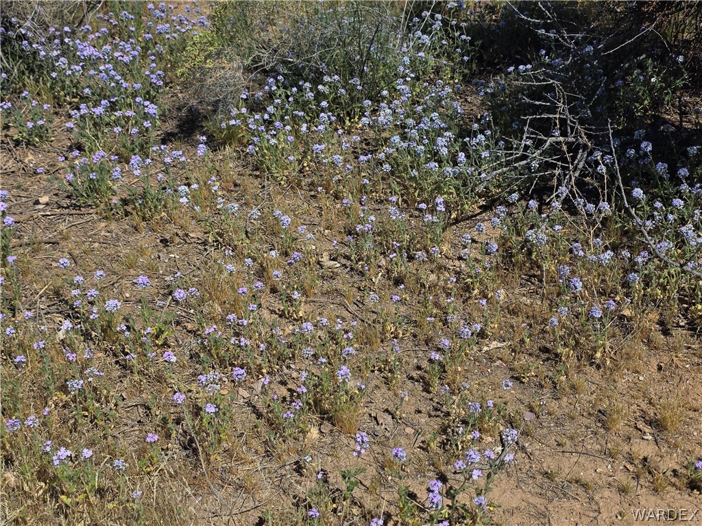 4182 Canelo Road Golden Valley, AZ 86413 - Photo 18 of 31 The property features natural ground cover with scattered purple flowers and various low-lying green and brown vegetation
