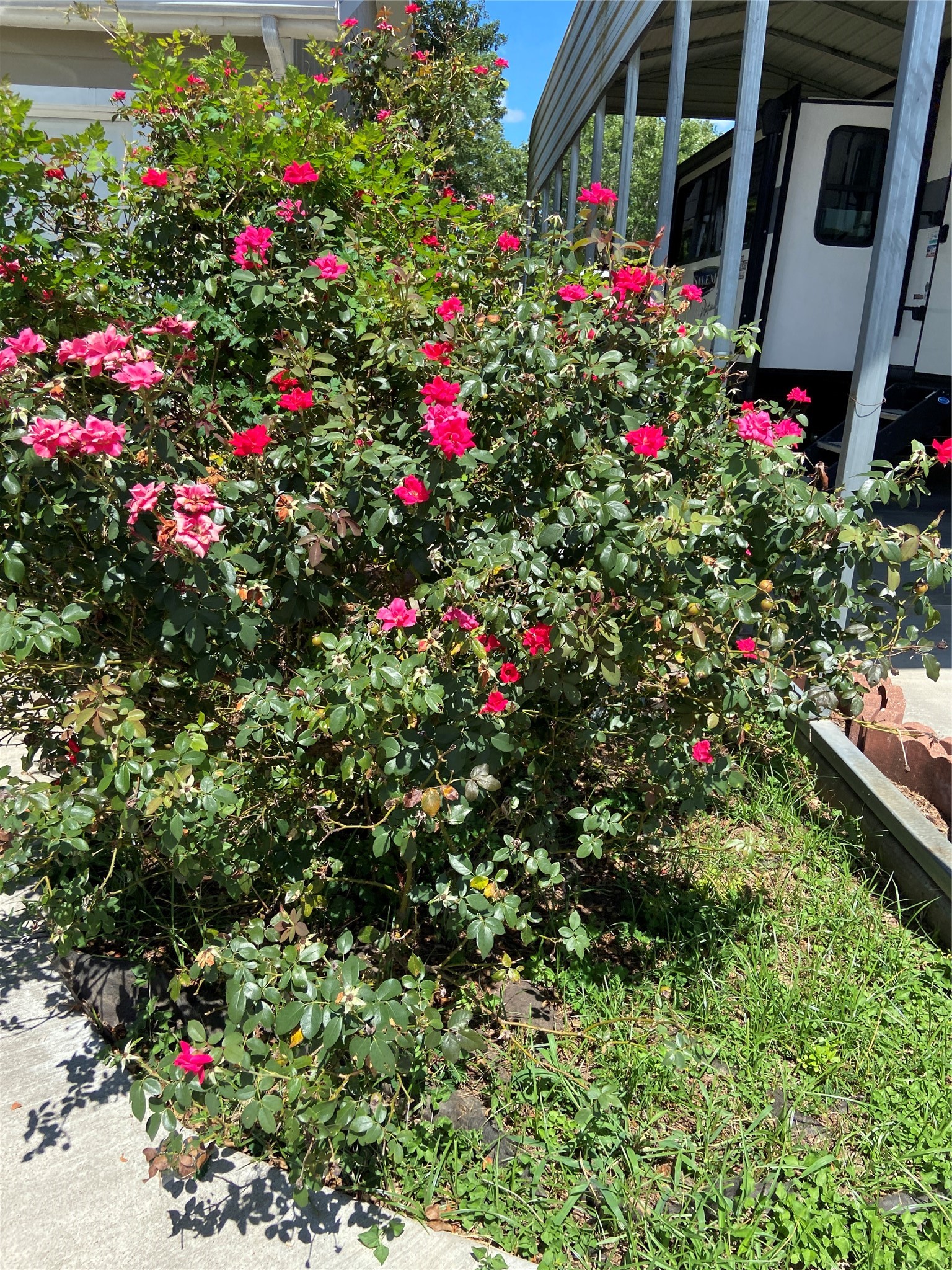 181 Hawk Livingston, TX 77399 - Photo 5 of 26 a flower plants in front of a house