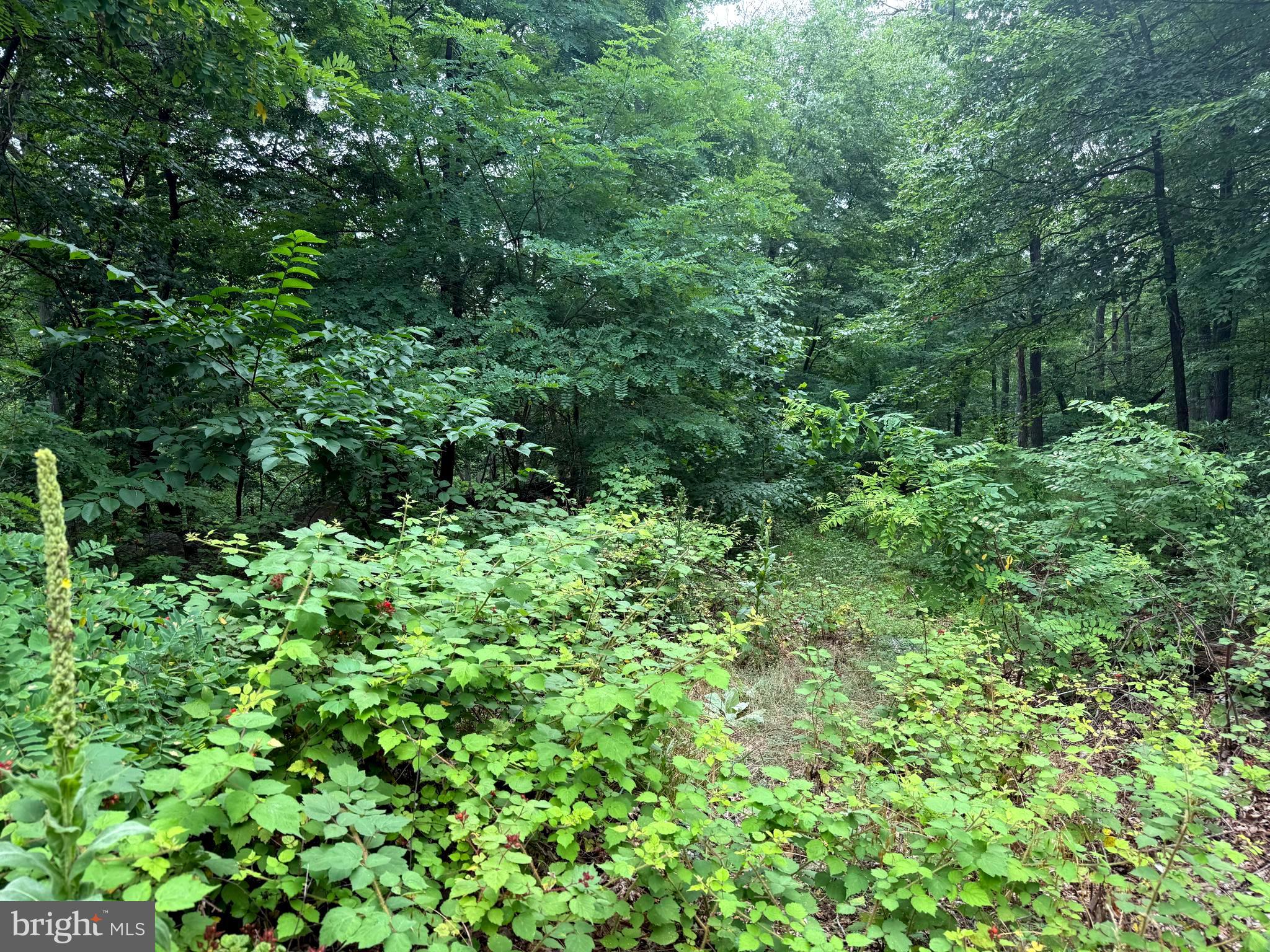 Tr D-15 Deer Path Road Augusta, WV 26704 - Photo 10 of 12