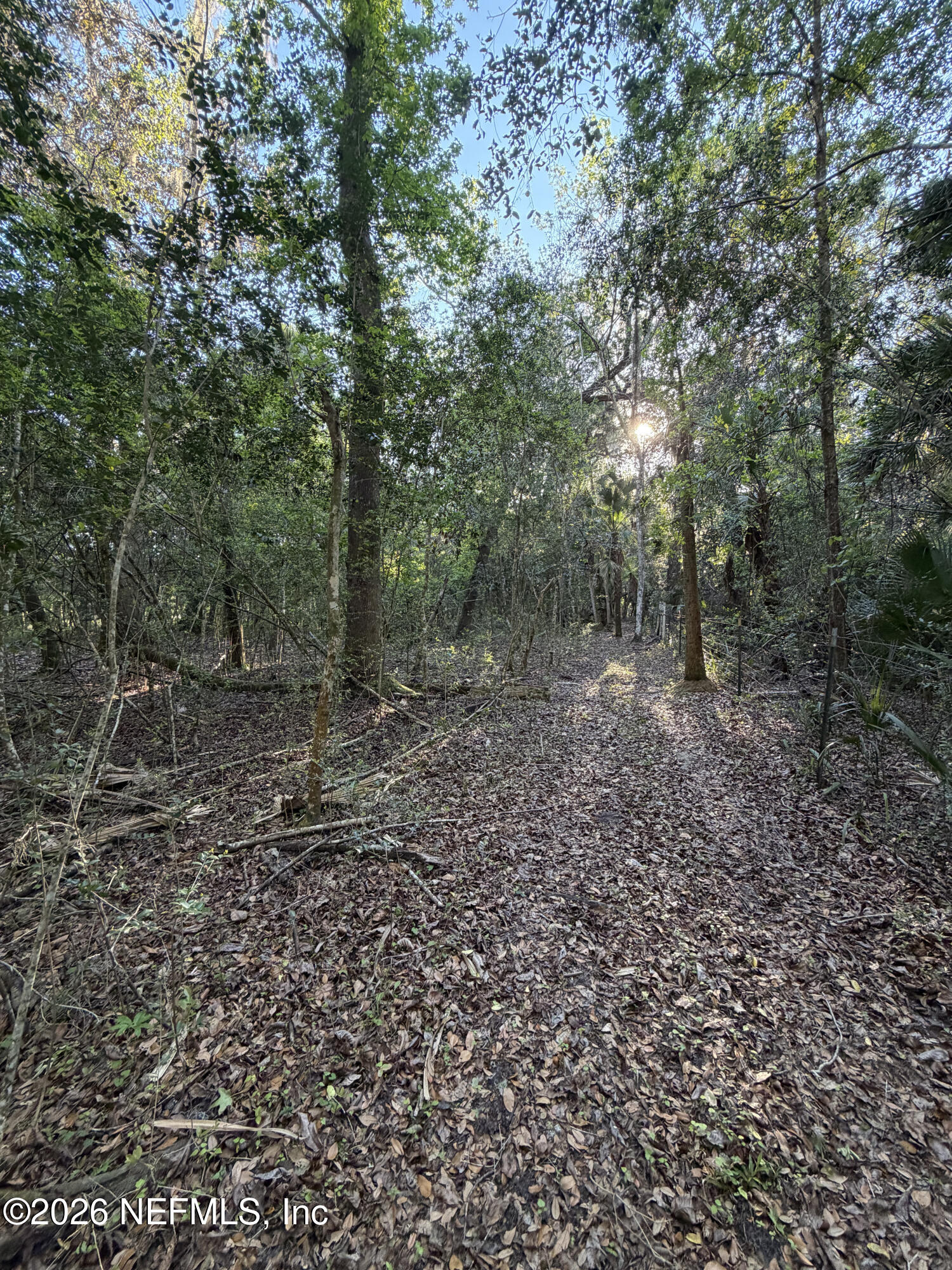 1133 Turnbull Grove Road Oak Hill, FL 32759 - Photo 12 of 14 a view of a forest with trees in the background
