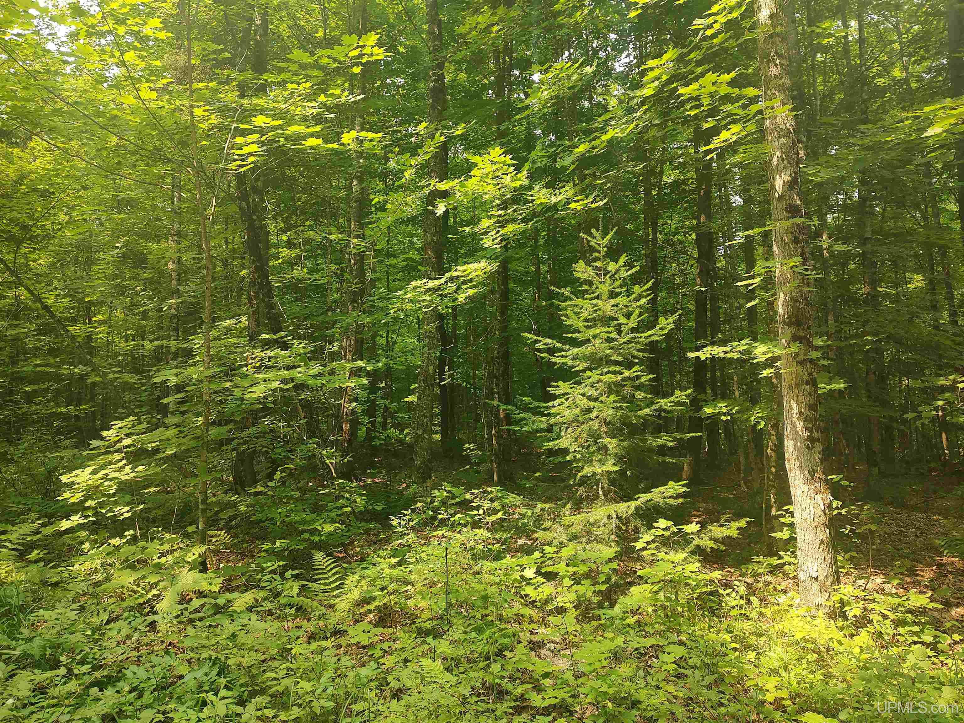 60-acres Sleepy Hollow Road Ishpeming, MI 49849 - Photo 19 of 29