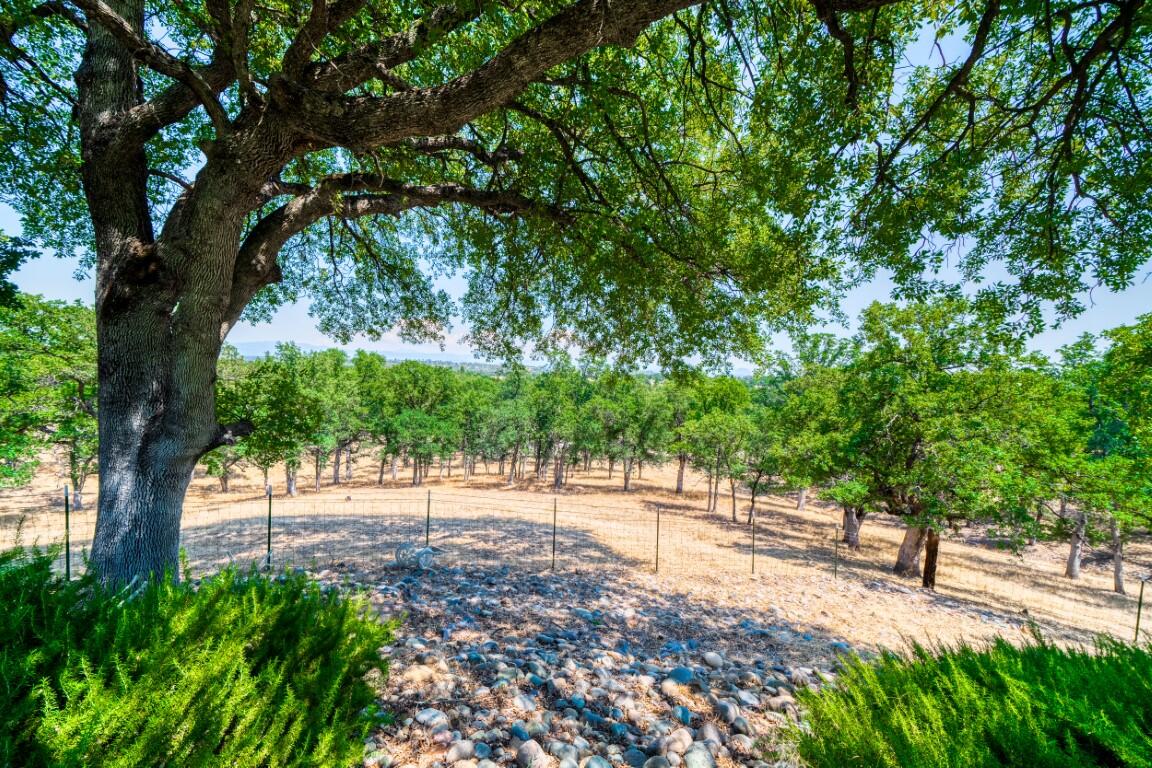 21750 Robledo Road Palo Cedro, CA 96073 - Photo 40 of 74 Olive Trees