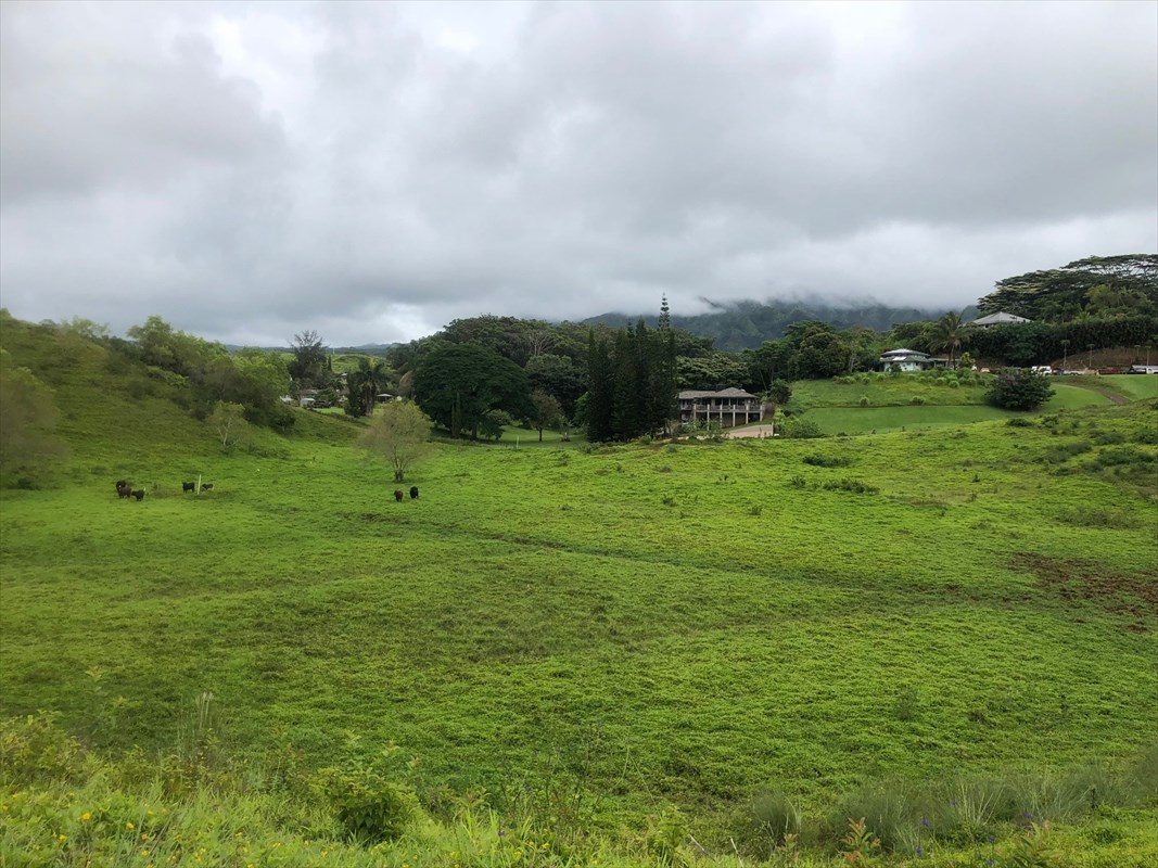 6540 Kipapa Road Kapaa, HI 96746 - Photo 3 of 5 a view of a field with an trees